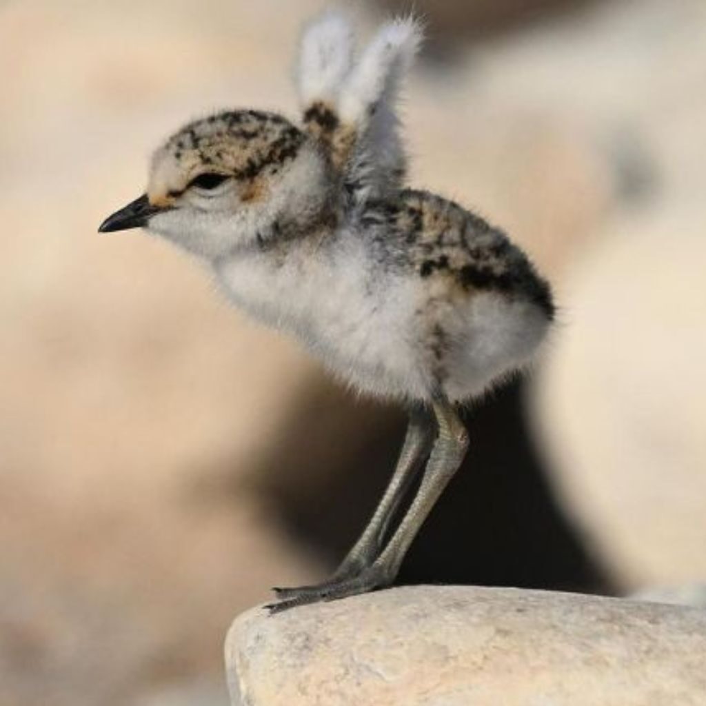 Le phare veille…et les gravelots nichent : attention où vous posez les pieds