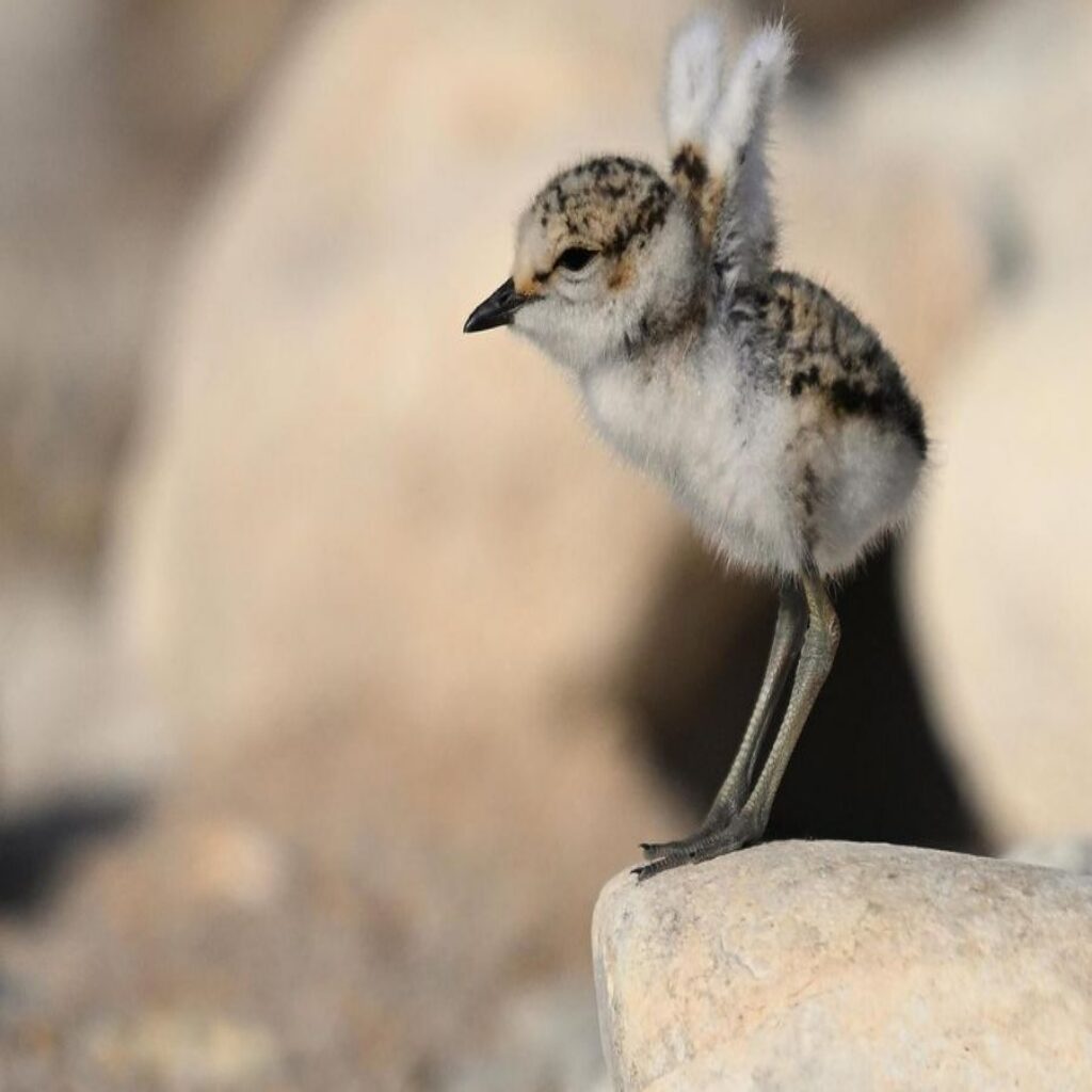 Le phare veille…et les gravelots nichent : attention où vous posez les pieds