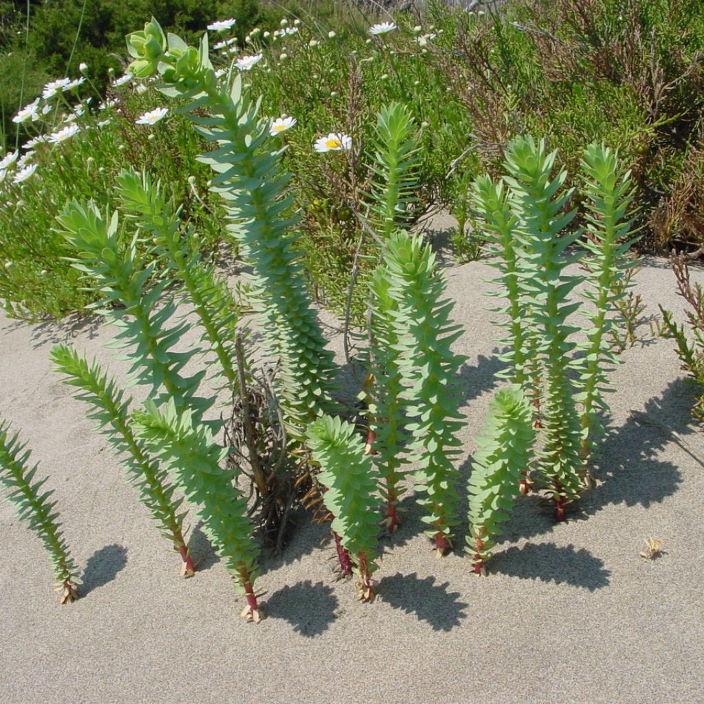 Moustiques A Lespiguette Comprendre La Biodiversite Dun Espace Naturel Exceptionnel 4